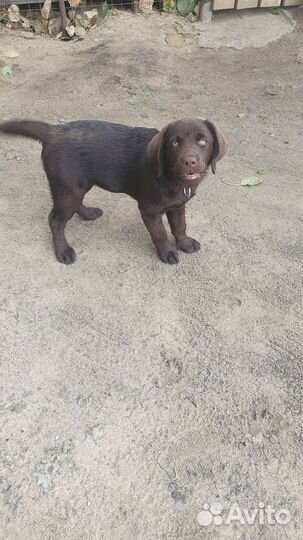 Лабрадор ретривер