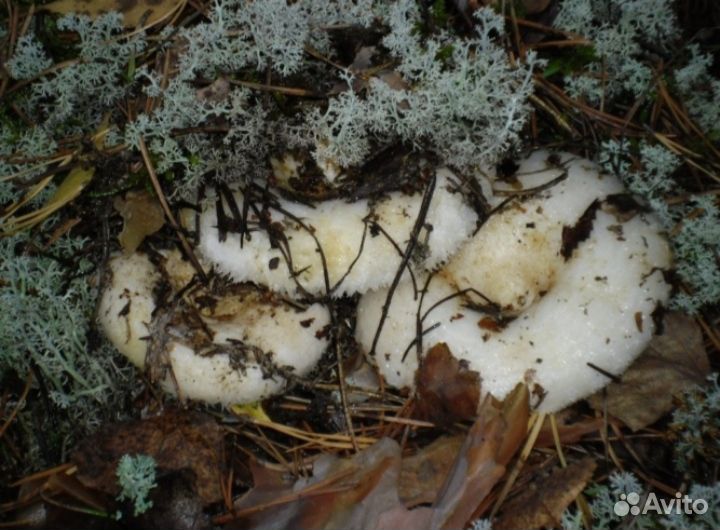 Грибы грузди свежие