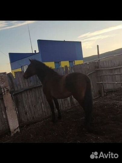 Продам кобылу