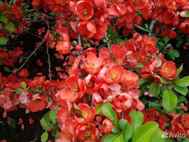 Сирень,айва, малина, ежемалина, орешник