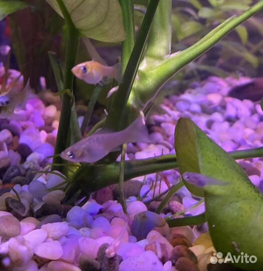 Моллинезии