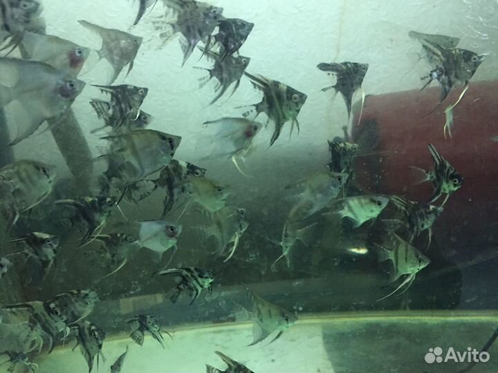 Аквариумные рыбки