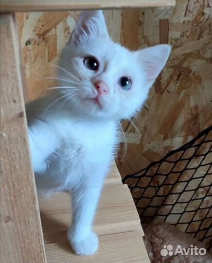 Котенок мальчик