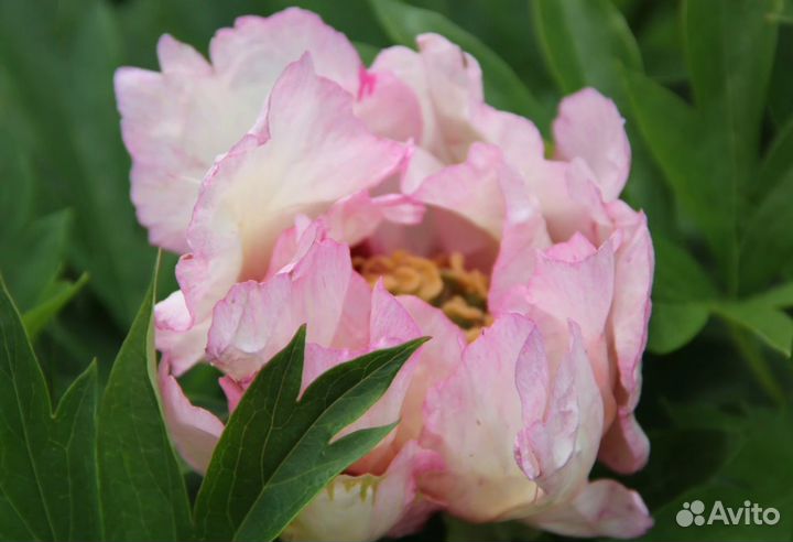 Пион Пастель Сплендор, клубни