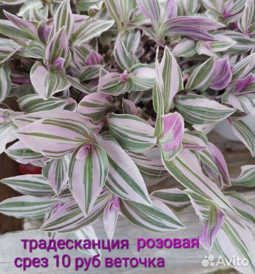 Комнатные цветы Традесканция