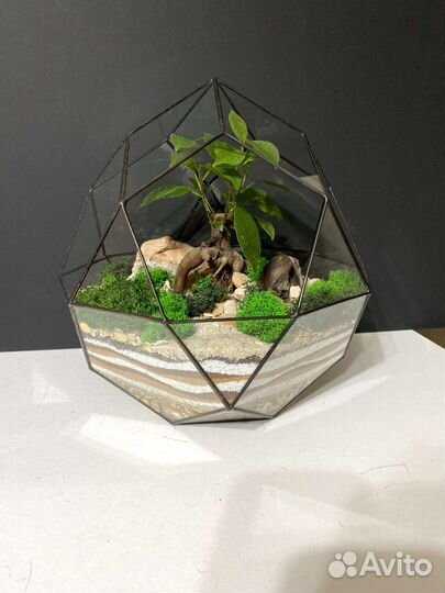 Флорариум Бонсай 