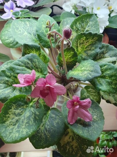 Продаются излишки мини фиалок