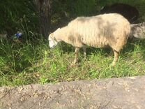 Овцы бараны козы живой вес
