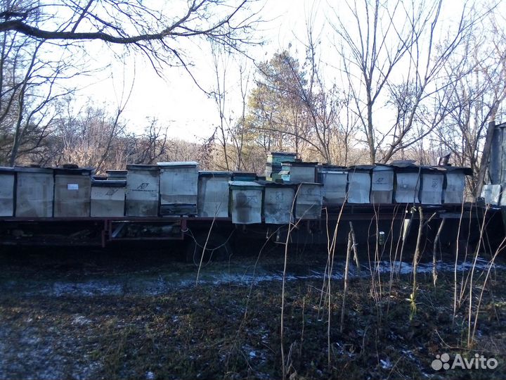 Продам пчелопакеты