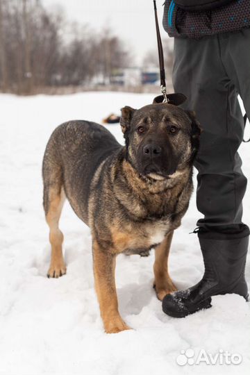 Шикарный пёс ищет дом