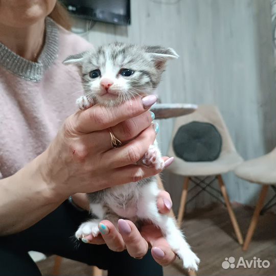 Кошка