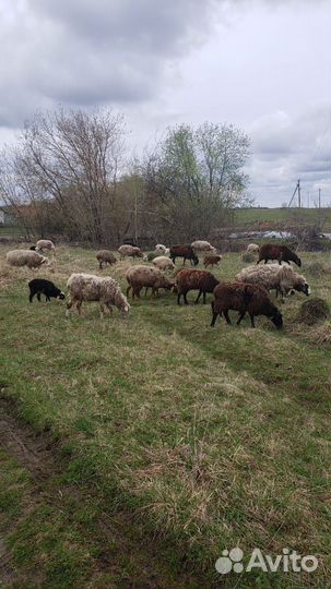 Овцы бараны ягнята
