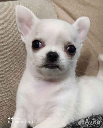 Белая красотка