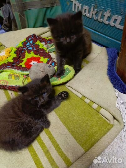 Котята от сибирской кошки