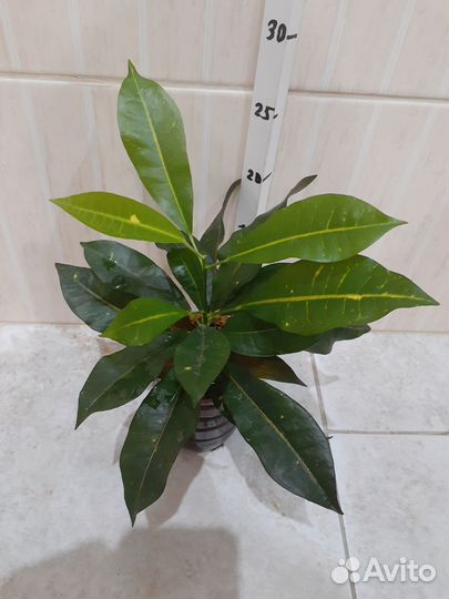 Спатифиллум Лемон Глоу, Кротон, Фикус, Рафидофора