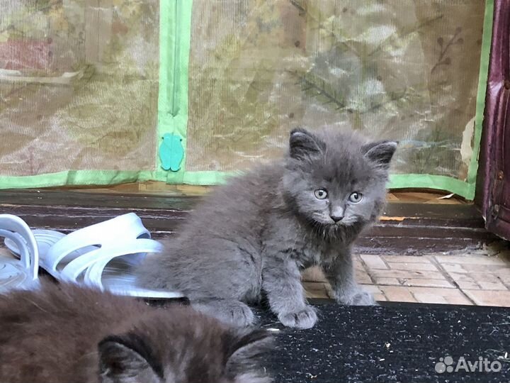 Котята в добрые руки