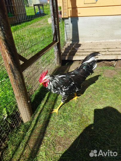 Молодые породистые петухи