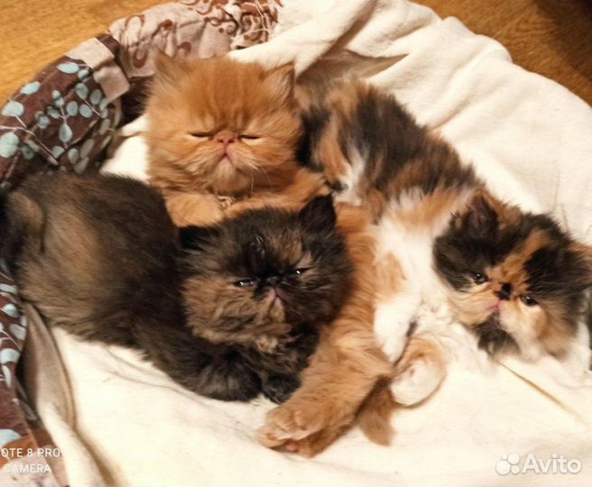 Продам персидских котят