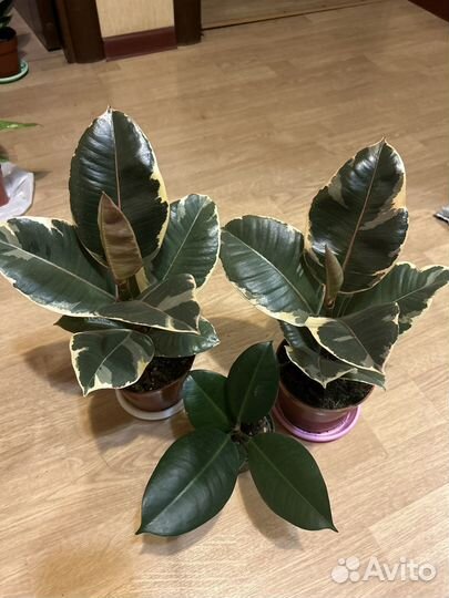 Фикус Тинеке и Робуста