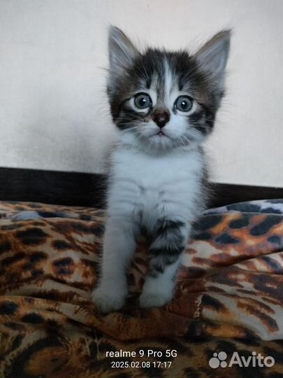 Курильский бобтейл