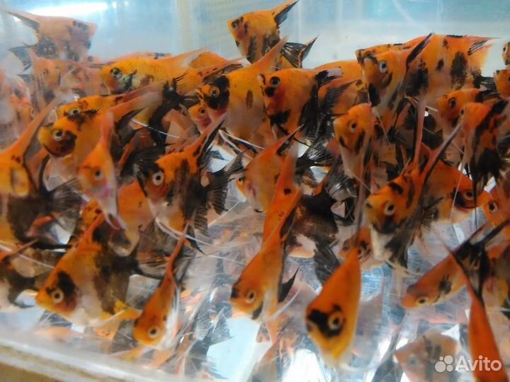 Неоны, апистограмма, барбусы, скалярии, сомики