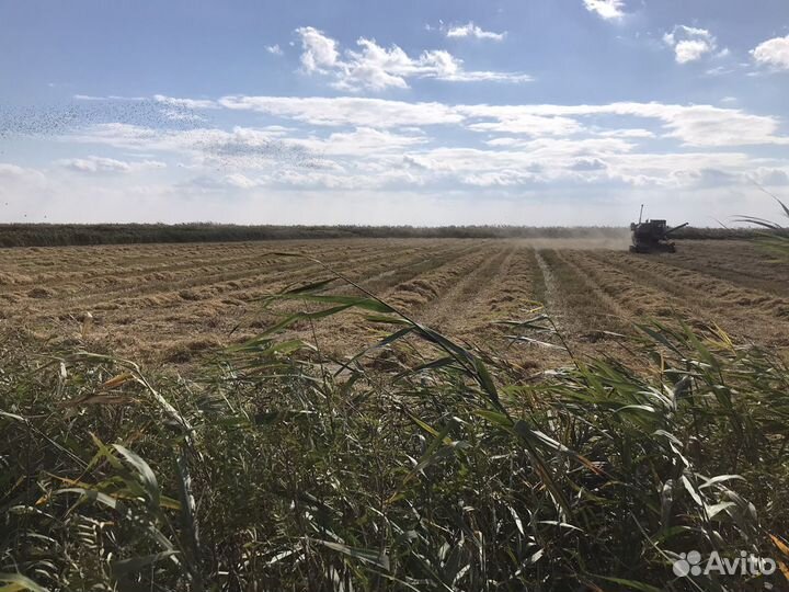 Солома рисовая