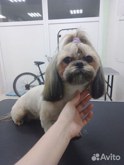 Груминг собак и кошек / Яркое окрашивание