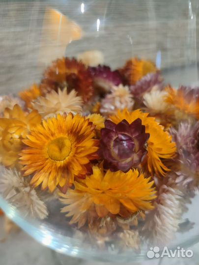 Сухоцветы для творчества и декора