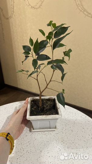 Комнатные растения цветы