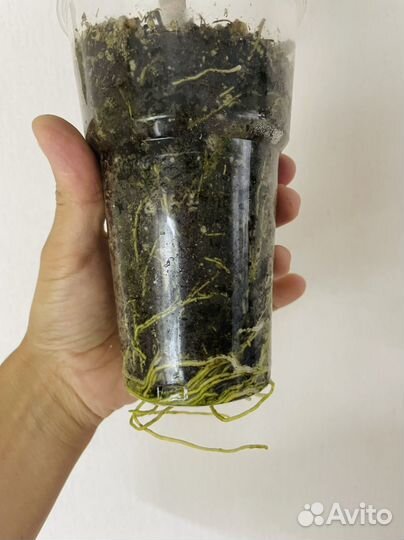 Кротон Krabi S