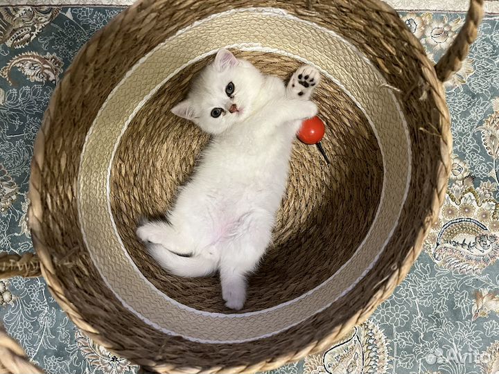 Котенок мальчик