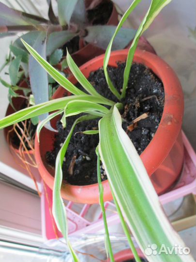 Распродаю домашние растения