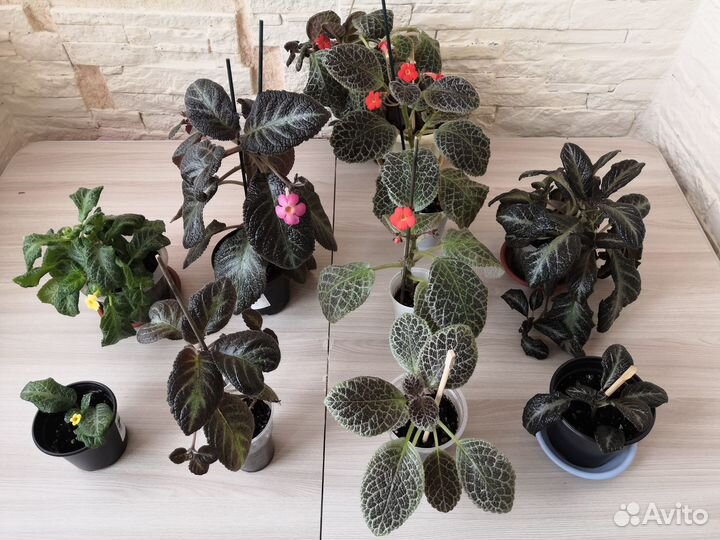 Комнатные растения цветы и в школу