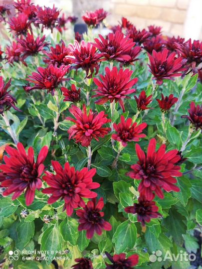 Хризантема мультифлора