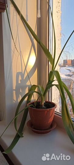 Индийский лук