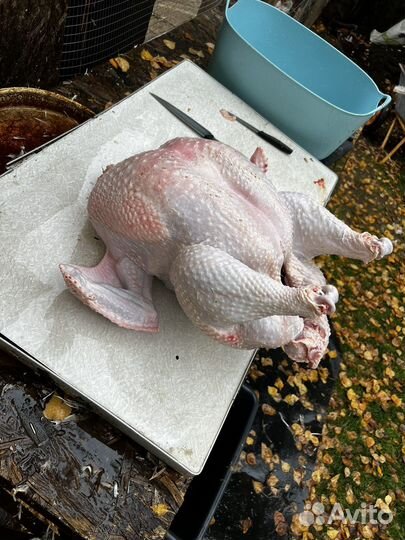 Продам мясо индейки