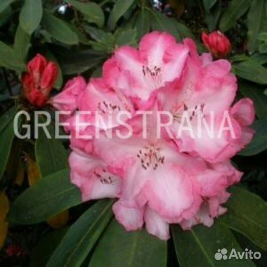 Рододендрон гибридный Lem s Monarch