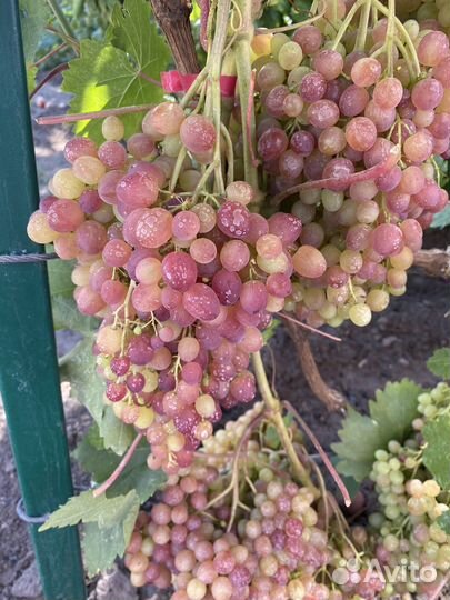 Черенки -винограда