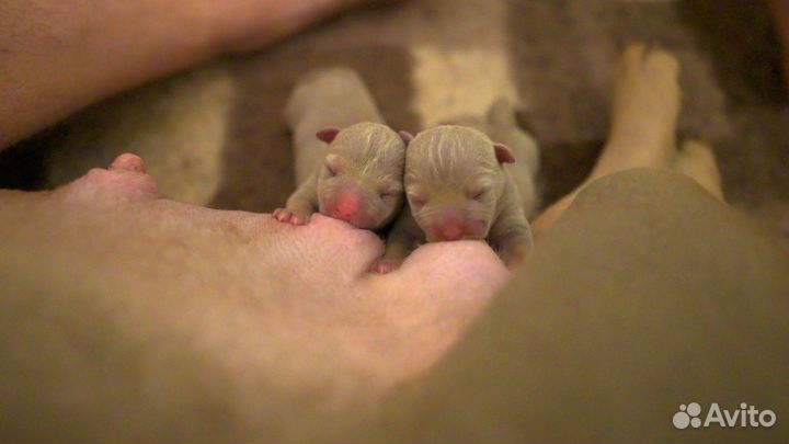 Американский Булли два щенка