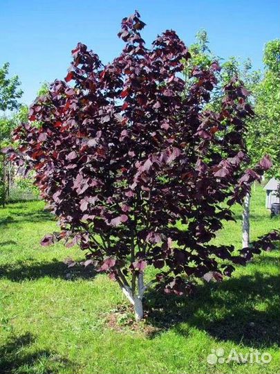 Саженцы фундука