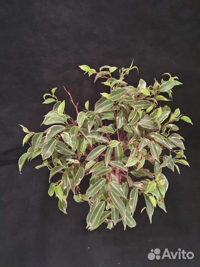 Фикус экзотика косичка 12/40