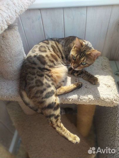 Бенгальская кошечка