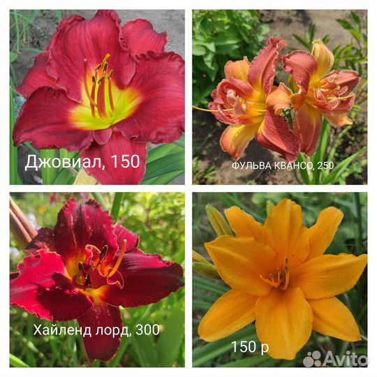 Садовые многолетники