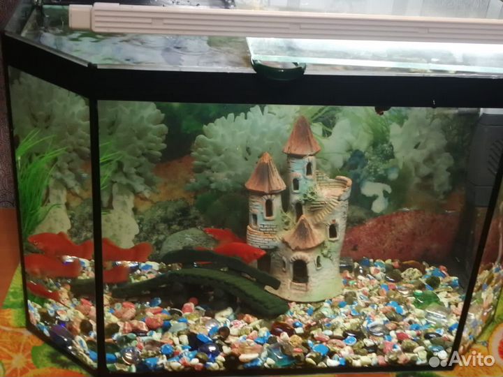 Аквариум вместе с рыбками
