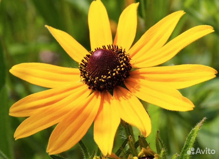 Рудбекия многолетняя