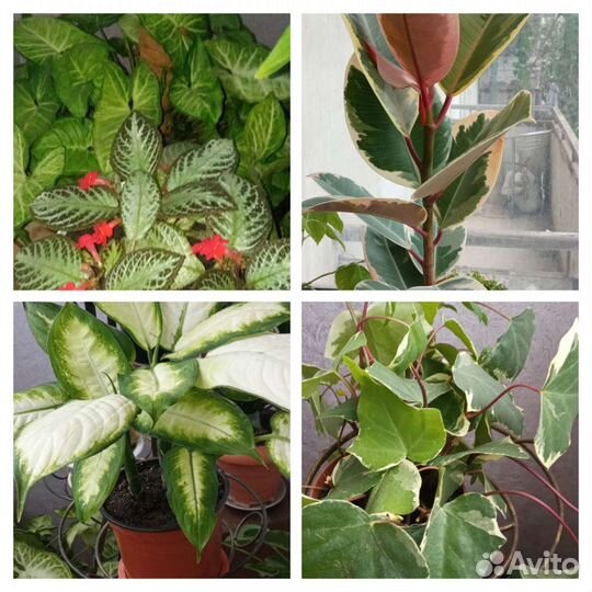 Комнатные цветы Муррайя метельчатая