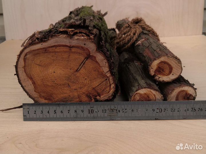 Можжевельник ствол дерева 40 х 12 см