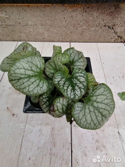 Садовые многолетние растения