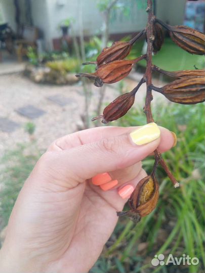 Аэридес/ эридес/ орхидея семена