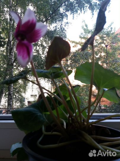 Цикламен. Цветет повторно